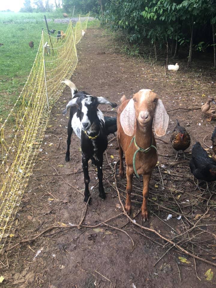 The goats and chickens the family kept on the property